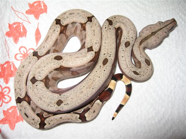 Bolivian Amarali